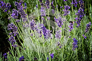 Fresh Lavender Flowers in a Meadow