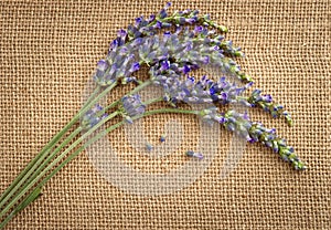 Lavender flowers over sackcloth background