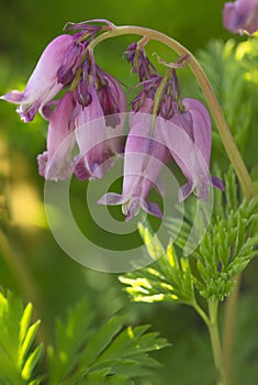 Lavender flowers of Pacific bleeding heart in East Windsor, Connecticut