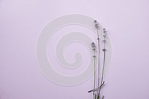 Lavender flowers on pastel purple background. Flat lay, top view layout with empty copy space