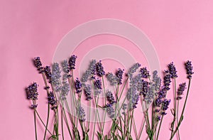 Lavender flowers on a pink background