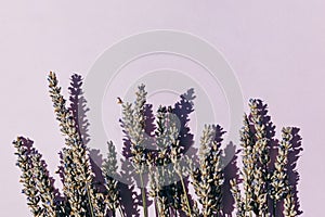 Lavender flowers on pink background in natural sunlight, top view