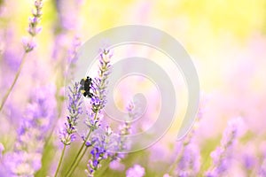 Lavender flowers plant and bloom on blurred nature background...Floral background beautiful lavender flower and bee nature...