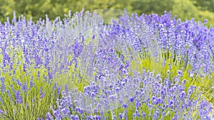 Lavender Flowers at the Plantation Field, Lavandula Angustifolia