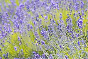 Lavender Flowers at the Plantation Field, Lavandula Angustifolia