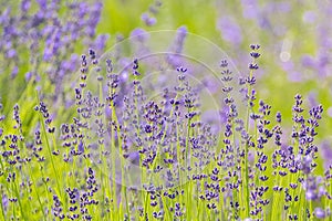 Lavender Flowers at the Plantation Field, Lavandula Angustifolia