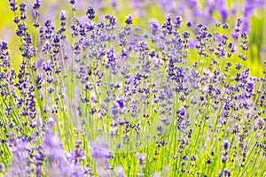 Lavender Flowers at the Plantation Field, Lavandula Angustifolia