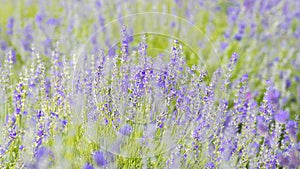 Lavender Flowers at the Plantation Field, Lavandula Angustifolia