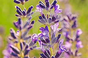 Lavender Flowers at the Plantation Field, Lavendula Angustifolia photo