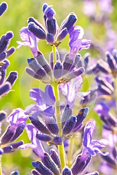 Lavender Flowers at the Plantation Field, Lavendula Angustifolia