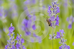 Lavender Flowers at the Plantation Field, Lavandula Angustifolia