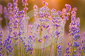 Lavender Flowers at the Plantation Field at the Sunset, Lavendula Angustifolia