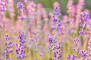 Lavender Flowers at the Plantation Field at the Sunset, Lavendula Angustifolia