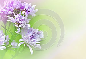 Lavender Flowers, purple white flowers.