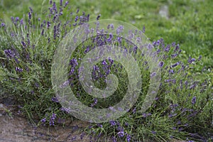 Lavender flowers in rain, soft focus, blurred background. Purple lavender in Provence. French lavender in the garden