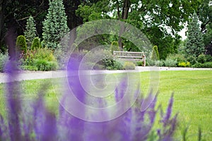 Lavender Flowers and Romantic Wooden Park Bench in Spring