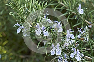 Lavender flowers of Rosmarinus officinalis shrub