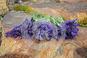 Lavender flowers, rustic bouquet after harvest in middle of summer