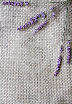 Lavender flowers on sackcloth background