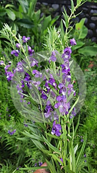 Lavender flowers are said to be useful for repelling mosquitoes