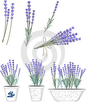Lavender flowers