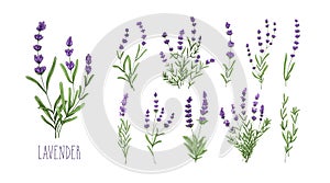 Lavender flowers set. Provence floral herbs with purple blooms. Botanical drawing of French field Lavandula. Blossomed