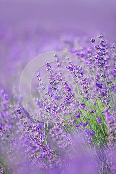 Lavender flowers in a soft focus, pastel colors and blur background