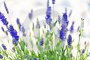 Lavender flowers spring blossom