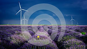 Lavender flowers in the spring with eolian mills