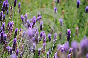 Lavender flowers in Stellenbosh,Cape Town, South Africa.