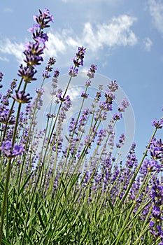 Lavender flowers in summer