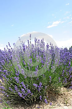 Lavender flowers in summer