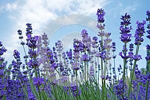 Lavender flowers in summer