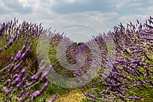 Lavender flowers in summertime