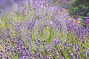 Lavender flowers at sunlight in a soft focus