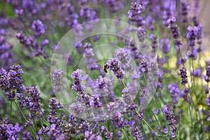 Lavender flowers at sunlight in a soft focus, pastel colors and blur background. Violet lavender field in Provence with place for