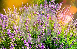 Lavender flowers at sunlight in a soft focus, pastel colors and blur background. Violet lavande field in Provence with place for