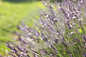 Lavender flowers at sunlight in a soft focus, pastel colors and blur background. Violet lavande field in Provence with