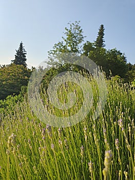 Lavender Flowers on a Sunny Spring Day in the Month of May