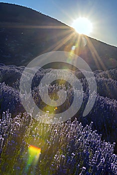 Lavender flowers on sunrise. Beautiful lavender field in Kuyucak, Isparta, Turkey.