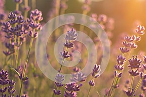 Lavender flowers sunset