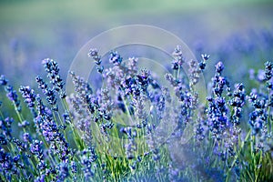 Lavender flowers - Sunset over a summer purple lavender field.