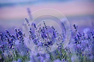 Lavender flowers - Sunset over a summer purple lavender field.