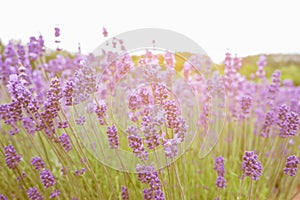 Lavender flowers - Sunset over a summer purple lavender field .