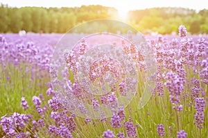 Lavender flowers - Sunset over a summer purple lavender field .