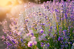 lavender flowers Sunset over a summer purple lavender field background. Bunch of scented flowers in the lavanda fields