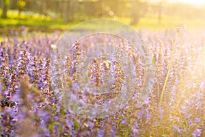 Lavender flowers. Sunset over a summer purple lavender field . A bouquet of fragrant flowers in the fields. Summer field