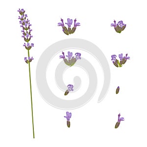 Lavender flowers. Vector illustration.