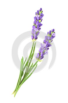 Lavender flowers vector illustration