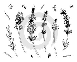 Lavender Flowers vector set. Outline illustration of floral plant. Black line art of lavanda. Linear drawing on white